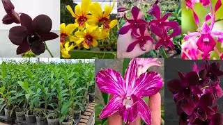 Review Anggrek Dendrobium Super Cantik & Harga Sangat Ekonomis Cuma 27.500rb
