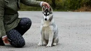 Ок Флок Баззи
