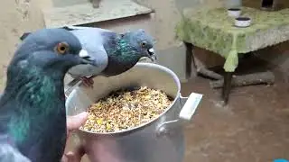Сизые чайки Чуи и Вера