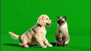 Cute Cat and Dog  – Green Screen VFX 4k