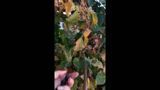 Ежевика осенью