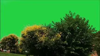 Tree green screen video, Green screen tree, tree green screen effect kinemaster, P-49