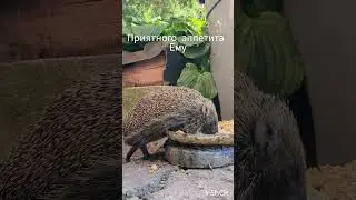 Подкормили животных! #bes #funny #рек #ежик #птица #shorts