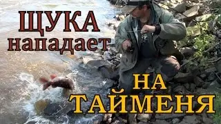 ЖЕСТЬ!!! ЩУКА НАПАДАЕТ НА ТАЙМЕНЯ