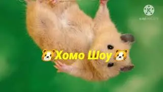 Вопрос/Ответ! Отвечаю на вопросы подписчиков + отличная новость! 🐹ХОМО/ ШОУ🐹