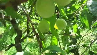 Сад - это рабство, а джунгли - СВОБОДА. Выжить в "ядерной" зиме. Ч.2.