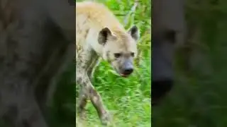Leopard Hunting Baby Impala #shorts