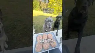 raw breakfast for my 4 dogs who act starving and like they haven’t eaten in years 😂🐶🥩