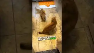 Cat shows off his boxing skills 😂