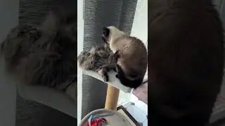 Опять поругались #кошки #кот #котики
