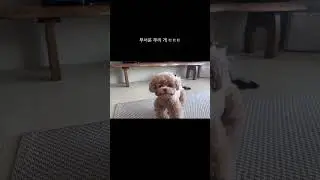 동정표 얻으려는 복떠니🐶