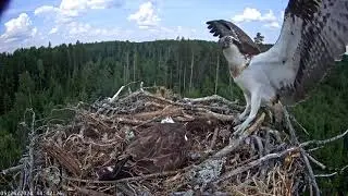 Second attack by the intruder on the nest of Iiris and M1. 26-05-2024.