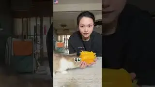 ¡Nunca imaginé que a los gatitos les encantara esto!