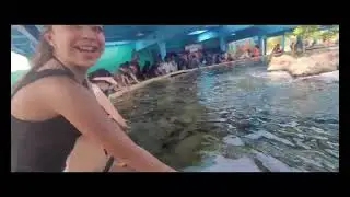 🐳 SEAWORLD ORLANDO FLORIDA 2024 ,Nuestra experiencia y sugerencias #chxm2