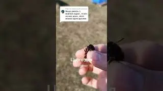 🐝🍯