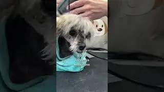 Груминг агрессивной собачки😳  