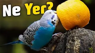 Kuşumu Nasıl Beslemeliyim?