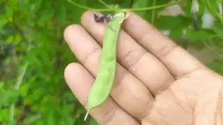 Panen bunga telang dan jadi minuman segar