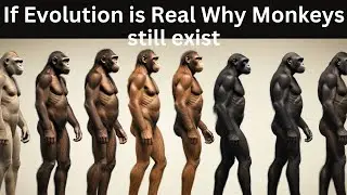 Why Do Monkeys Still Exist If We Evolved From Them?