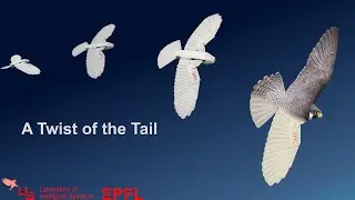 A twist of the tail in turning maneuvers of bird-inspired drones