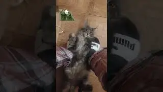 Доброго утра от мейн-куна Велеса #мейнкуны #mainecoon #kitten #cat #catlover #cute #animals #morning