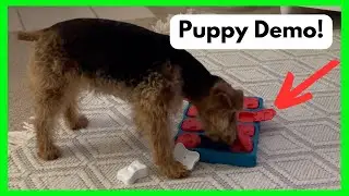Dog Brick Interactive Treat Puzzle Dog Toy, Intermediate - Puppy Demo!!