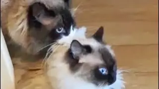 Вязка кошек и котов. Рэгдолл.