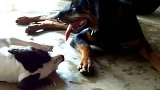 French Kissing Dogs