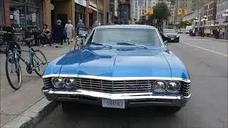 Cool impala