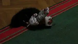 Фима и тигра