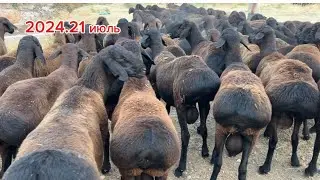 2024 21 июля Алиматов  оптом мол обзор