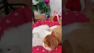 Наши новогодние котики. 