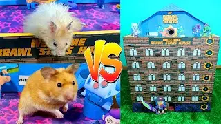 Hamster Brawl Stars Maze [OBSTACLE COURSE]