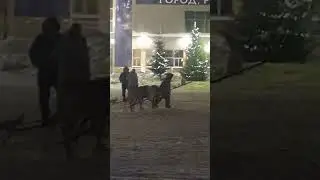 Самолет хорошо, а ОЛЕНИ лучше!