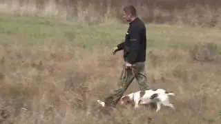 Состязания спаниелей по фазану 2011 г. Часть 2.