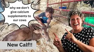 Why We Don’t Give our Cows Calcium Supplements as a Milk Fever Preventative!