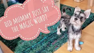 My Dog's funny reaction when she hears 