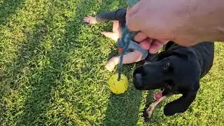 Simon playing ball with Zika .. Almost 15 months old