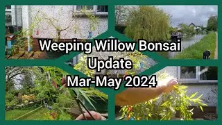 Weeping Willow Bonsai Update March - May 2024