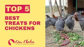 Top 5 Best Treats for Chickens 🐔 | Keep Your Flock Happy & Healthy!