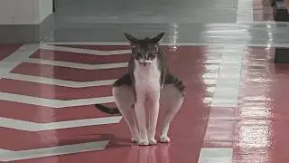 The Funniest CATS of 2026 So Far 😂 NEW Funny Cat Videos!