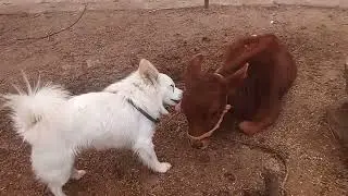 Monti and cow friendship ❤️❤️🤣🤣🥰
