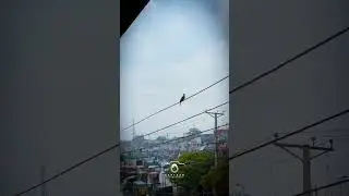 a bird in rain #photography #videography #kaptaan #kaptaanphotography #rain #weather #birds