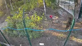 Гуси-туристы посетили авиамедведя🐻😱/Bear Mansur