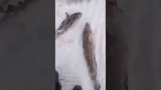 25 декабря 2023 г.