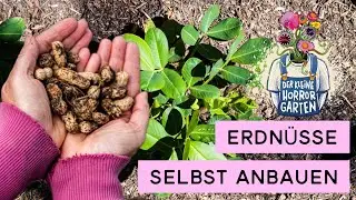 Erdnüsse 🥜 Anbau im Frühbeet LOHNT DAS? I der kleine Horrorgarten
