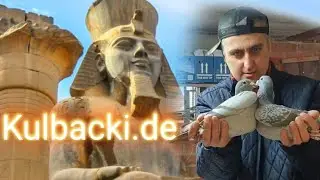 بطولات سباقات حمام كولباكي في الشرق الأوسط للاتصال اطلب 00201007653454