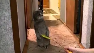От звонка кот ушел!!!