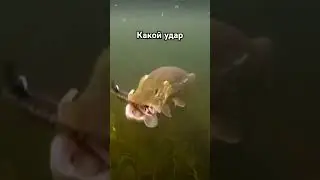 #карп #carpfish #карась #fishing #щука #fish #рыбалка #рыба #freshwaterfish #мем