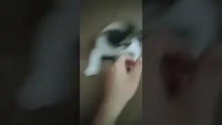Playtime with Mishka (sorry for the low quality vid) #shorts #cat #cats #bite